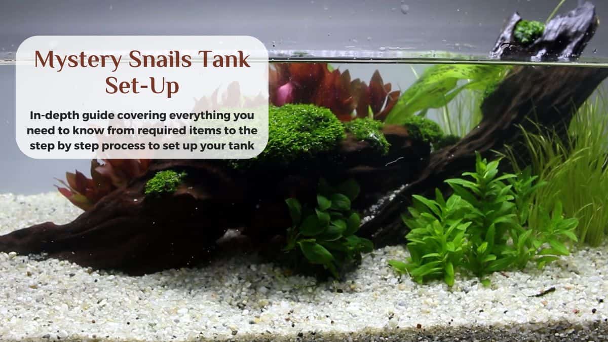 the ultimate mystery snail tank set up
